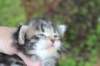 adivagirlsibn22oe3vi68202586_small.jpg