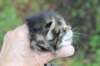 adivagirlsibn22oe3vi68202588_small.jpg