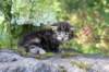 adivagirlsibn22oe3vi68202599_small.jpg