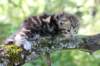 ahuvagirlsibn22ot3vi68202533_small.jpg