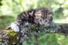 ahuvagirlsibn22ot3vi68202534_small.jpg