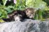 ahuvagirlsibn22ot3vi6820253_small.jpg