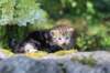 ahuvagirlsibn22ot3vi68202545_small.jpg