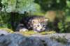 ahuvagirlsibn22ot3vi68202547_small.jpg