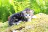 ahuvagirlsibn22ot3vi68202554_small.jpg