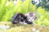ahuvagirlsibn22ot3vi68202562_small.jpg