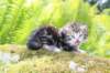 ahuvagirlsibn22ot3vi68202563_small.jpg