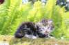 ahuvagirlsibn22ot3vi68202564_small.jpg
