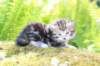 ahuvagirlsibn22ot3vi68202565_small.jpg