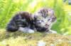 ahuvagirlsibn22ot3vi68202566_small.jpg