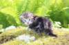 ahuvagirlsibn22ot3vi68202569_small.jpg