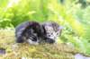 ahuvagirlsibn22ot3vi68202577_small.jpg