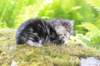 ahuvagirlsibn22ot3vi68202579_small.jpg