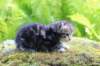 ahuvagirlsibn22ot3vi68202581_small.jpg