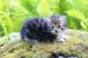 ahuvagirlsibn22ot3vi68202582_small.jpg