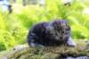 ahuvagirlsibn22ot3vi68202584_small.jpg