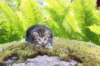 ahuvagirlsibn22ot3vi68202587_small.jpg