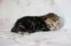 ahuvagirlsibn22ot2872511_small.jpg