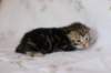 ahuvagirlsibn22ot2872512_small.jpg