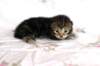 ahuvagirlsibn22ot2872523_small.jpg