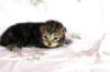 ahuvagirlsibn22ot2872524_small.jpg
