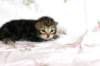 ahuvagirlsibn22ot2872525_small.jpg