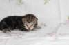 ahuvagirlsibn22ot2872527_small.jpg