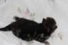 ahuvagirlsibn22ot2872529_small.jpg