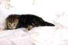 ahuvagirlsibn22ot2872535_small.jpg