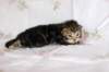 ahuvagirlsibn22ot2872538_small.jpg
