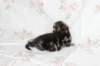 ahuvagirlsibn22ot2872544_small.jpg