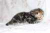 ahuvagirlsibn22ot2872547_small.jpg