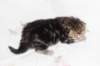ahuvagirlsibn22ot287254_small.jpg