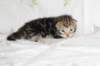 ahuvagirlsibn22ot2872550_small.jpg