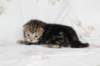 ahuvagirlsibn22ot2872556_small.jpg