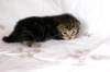 ahuvagirlsibn22ot287258_small.jpg