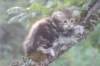 ahuvagirln226weeks258202533_small.jpg