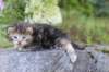 aliza3weeks68202515_small.jpg