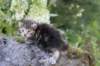 aliza3weeks68202538_small.jpg