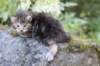 aliza3weeks68202539_small.jpg