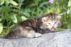 aliza3weeks6820253_small.jpg