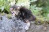 aliza3weeks68202542_small.jpg