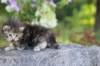 aliza3weeks68202553_small.jpg