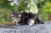 aliza3weeks68202557_small.jpg