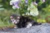 aliza3weeks68202561_small.jpg