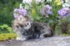 alizagirlf226weeks258202518_small.jpg