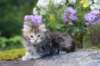 alizagirlf226weeks258202523_small.jpg