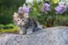 alizagirlf226weeks258202525_small.jpg