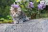alizagirlf226weeks258202526_small.jpg