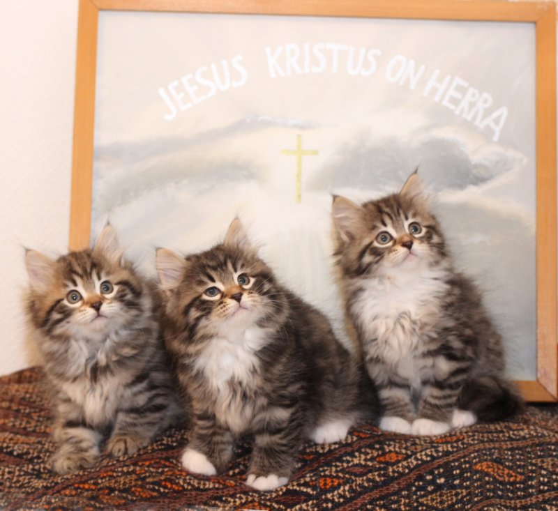 azizaaaronjaapollosnavaranvauvat.jpg